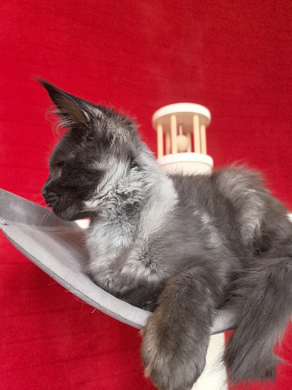 Jo*Hugo Akbars (polydactyl) 55/66 - Kitten maine-coon 3 months 3.5 weeks