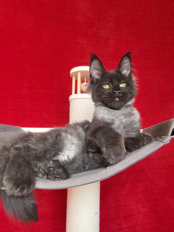 Jo*Hugo Akbars (polydactyl) 55/66 - Kitten maine-coon 3 months 3.5 weeks