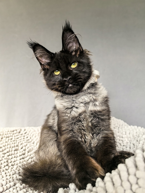 Jo*Hugo Akbars (polydactyl) 55/66 - Kitten maine-coon 4 months 3.5 weeks