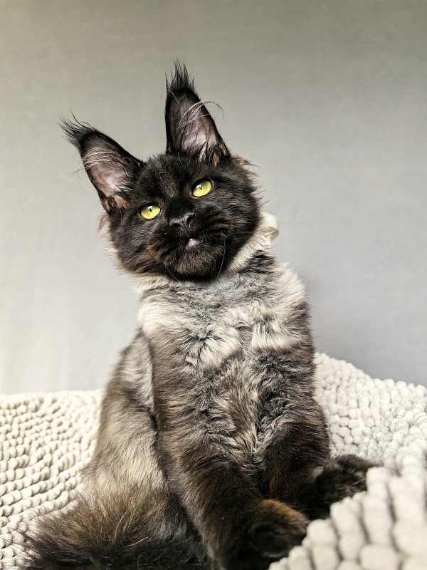 Jo*Hugo Akbars (polydactyl) 55/66 - Kitten maine-coon 4 months 3.5 weeks