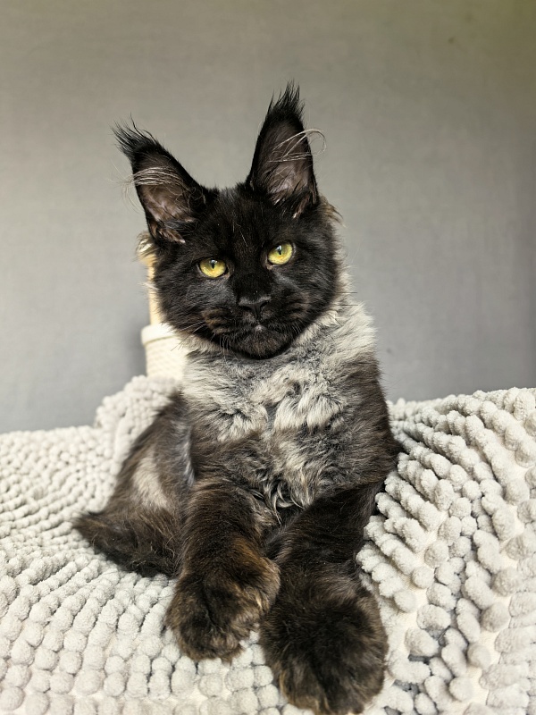 Jo*Hugo Akbars (polydactyl) 55/66 - Kitten maine-coon 4 months 3.5 weeks