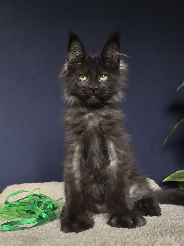 Jo*Hugo Akbars (polydactyl) 55/66 - Kitten maine-coon 3 months 1 week