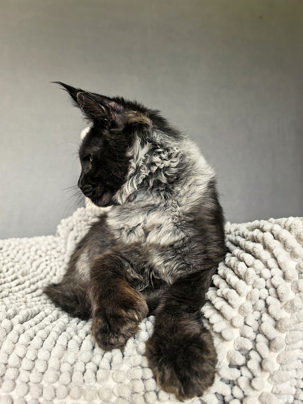 Jo*Hugo Akbars (polydactyl) 55/66 - Kitten maine-coon 4 months 3.5 weeks