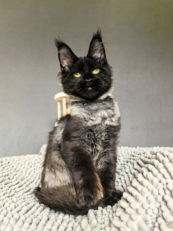 Jo*Hugo Akbars (polydactyl) 55/66 - Kitten maine-coon 4 months 3.5 weeks