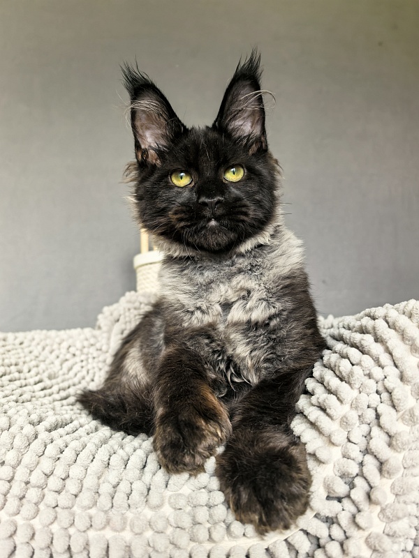 Jo*Hugo Akbars (polydactyl) 55/66 - Kitten maine-coon 4 months 3.5 weeks