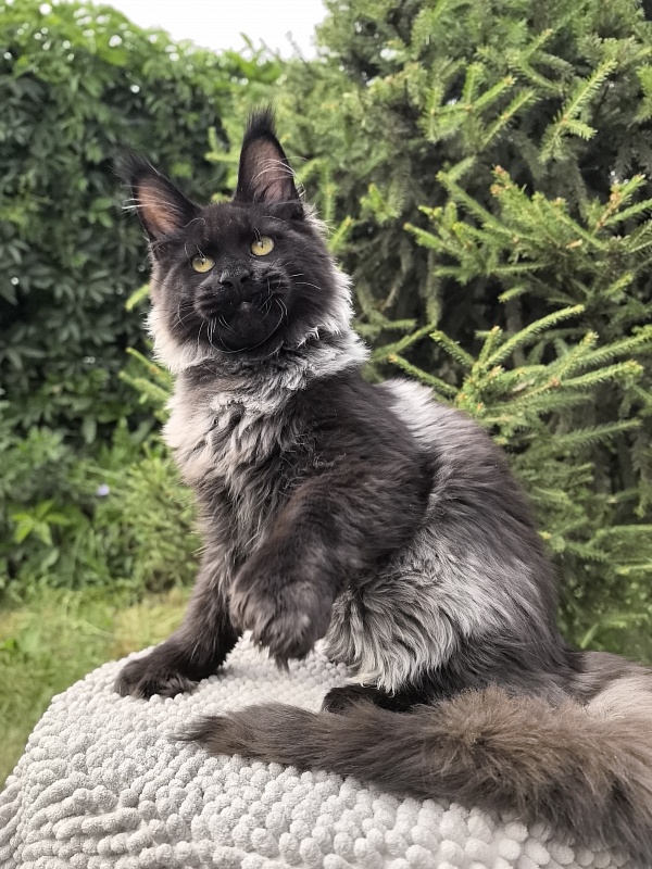 Jo*Hugo Akbars (polydactyl) 55/66 - Kitten maine-coon 5 months 1 week