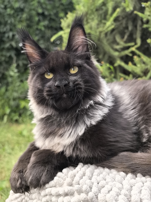 Jo*Hugo Akbars (polydactyl) 55/66 - Kitten maine-coon 5 months 1 week
