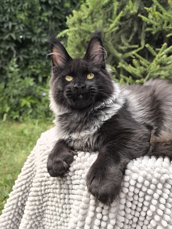 Jo*Hugo Akbars (polydactyl) 55/66 - Kitten maine-coon 5 months 1 week