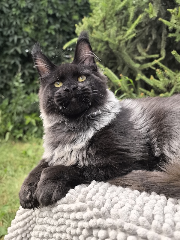 Jo*Hugo Akbars (polydactyl) 55/66 - Kitten maine-coon 5 months 1 week
