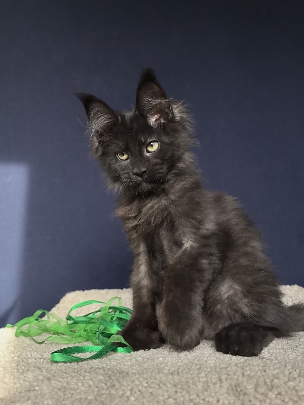 Jo*Hugo Akbars (polydactyl) 55/66 - Kitten maine-coon 3 months 1 week