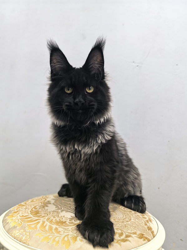 Jo*Hugo Akbars (polydactyl) 55/66 - Kitten maine-coon 5 months 2 weeks