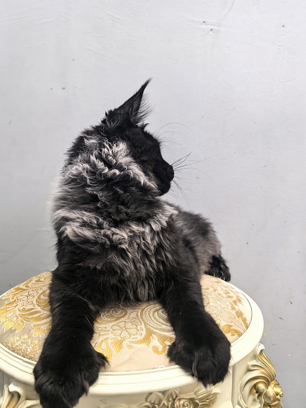 Jo*Hugo Akbars (polydactyl) 55/66 - Kitten maine-coon 5 months 2 weeks
