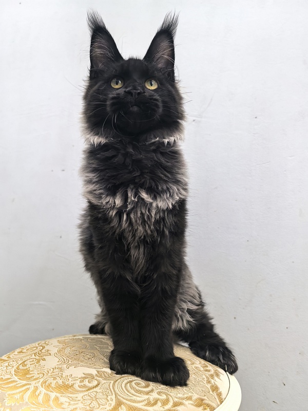 Jo*Hugo Akbars (polydactyl) 55/66 - Kitten maine-coon 5 months 2 weeks