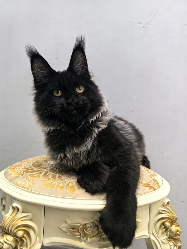 Jo*Hugo Akbars (polydactyl) 55/66 - Kitten maine-coon 5 months 2 weeks