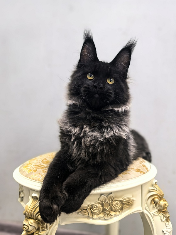 Jo*Hugo Akbars (polydactyl) 55/66 - Kitten maine-coon 5 months 2 weeks
