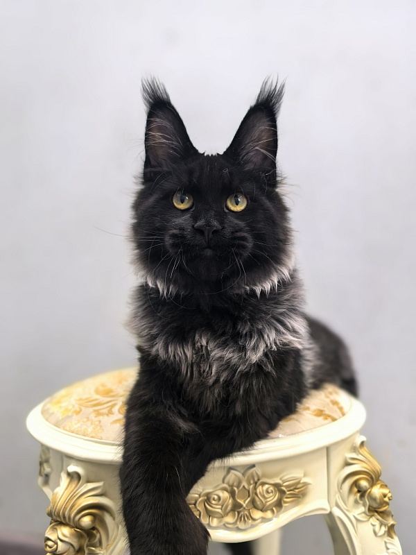 Jo*Hugo Akbars (polydactyl) 55/66 - Kitten maine-coon 5 months 2 weeks