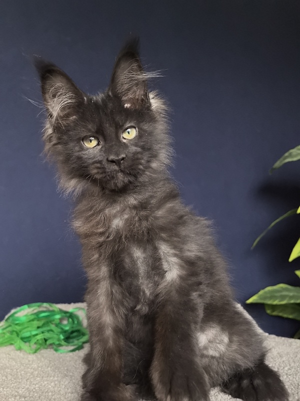 Jo*Hugo Akbars (polydactyl) 55/66 - Kitten maine-coon 3 months 1 week
