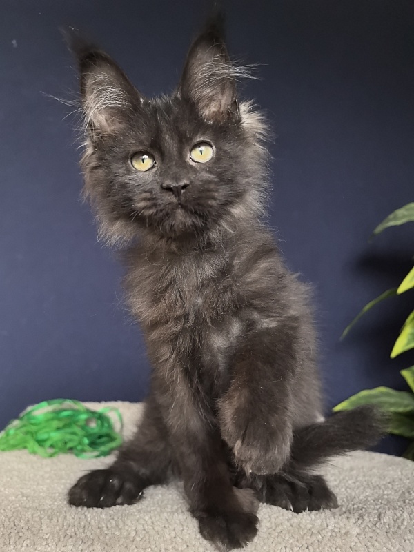 Jo*Hugo Akbars (polydactyl) 55/66 - Kitten maine-coon 3 months 1 week