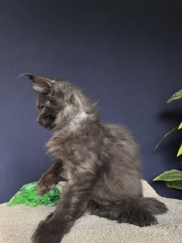 Jo*Hugo Akbars (polydactyl) 55/66 - Kitten maine-coon 3 months 1 week