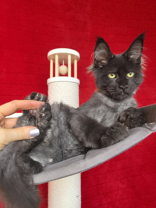 Jo*Hugo Akbars (polydactyl) 55/66 - Kitten maine-coon 3 months 3.5 weeks