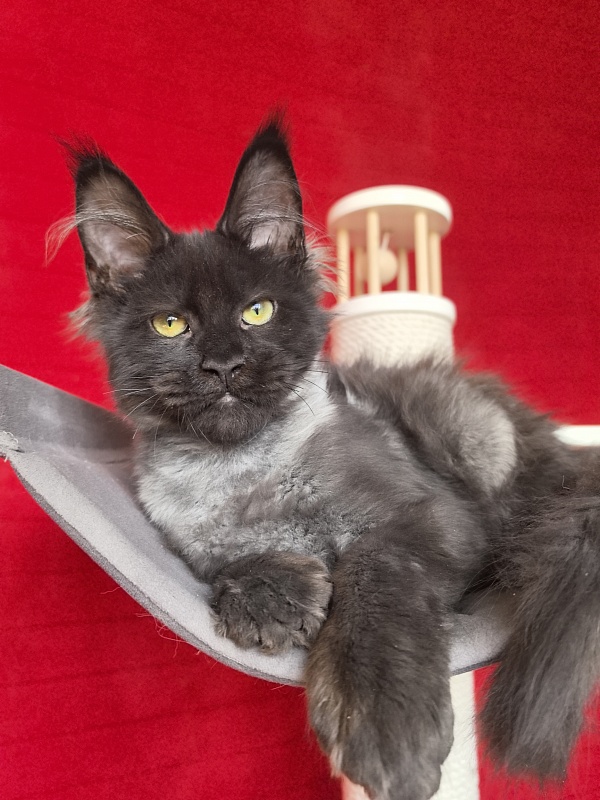 Jo*Hugo Akbars (polydactyl) 55/66 - Kitten maine-coon 3 months 3.5 weeks