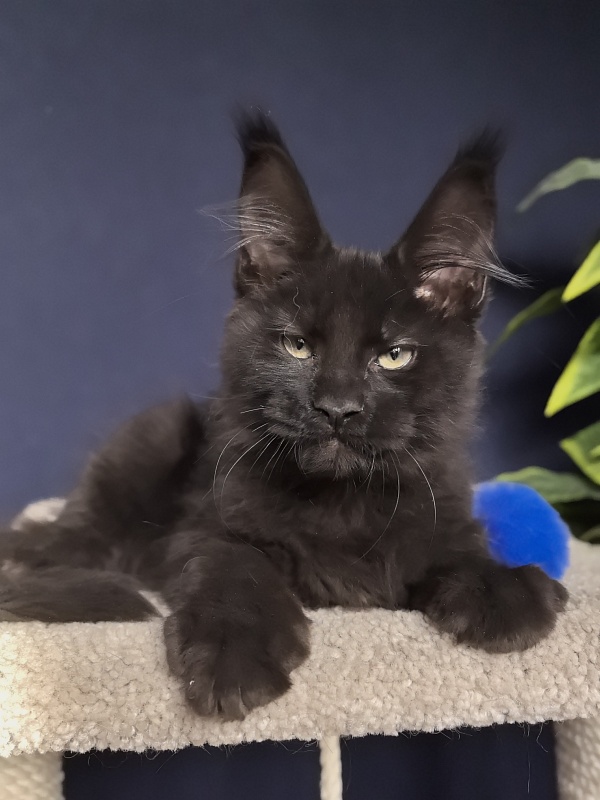 Jo*Onyx Akbars - Kitten maine-coon 3 months 1 week