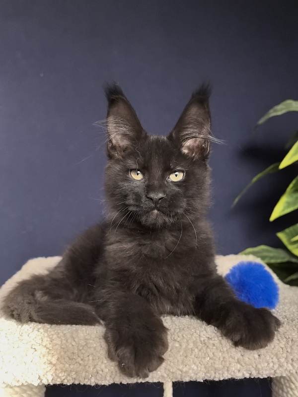 Jo*Onyx Akbars - Kitten maine-coon 3 months 1 week