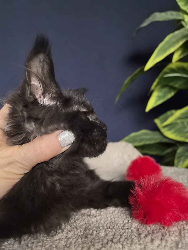 Jo*Onyx Akbars - Kitten maine-coon 3 months 1 week