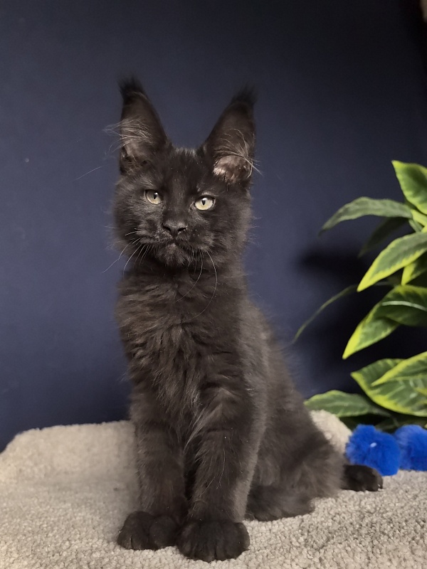 Jo*Onyx Akbars - Kitten maine-coon 3 months 1 week