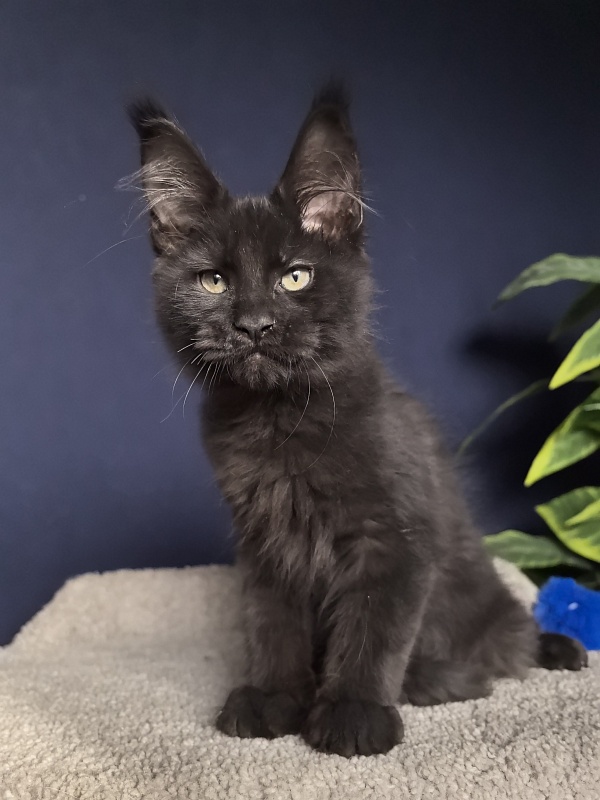 Jo*Onyx Akbars - Kitten maine-coon 3 months 1 week