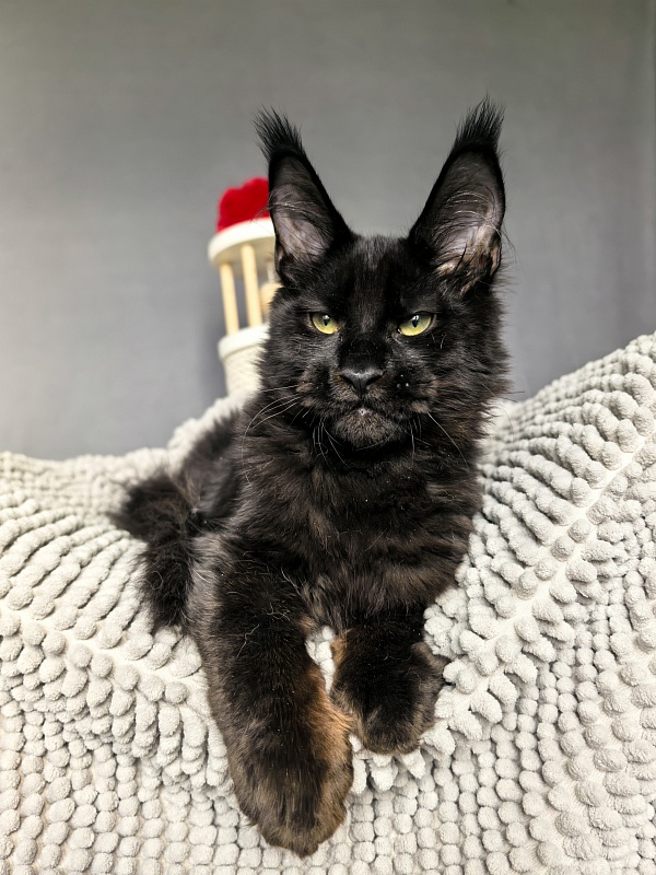 Jo*Onyx Akbars - Kitten maine-coon 4 months 3.5 weeks