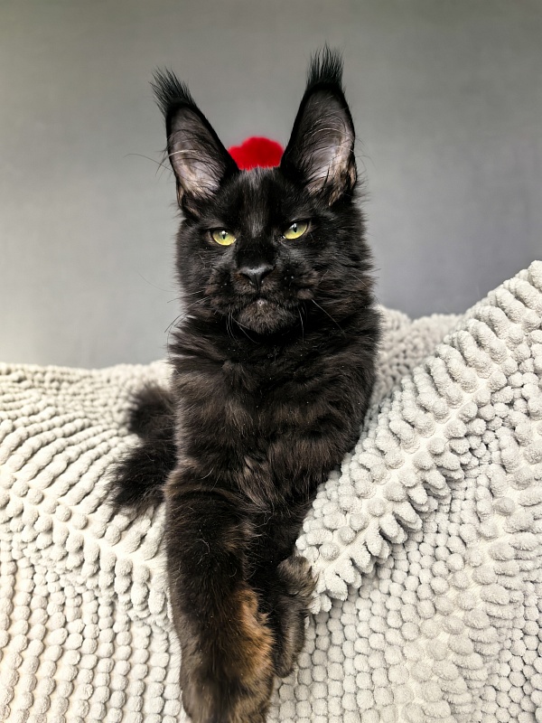 Jo*Onyx Akbars - Kitten maine-coon 4 months 3.5 weeks