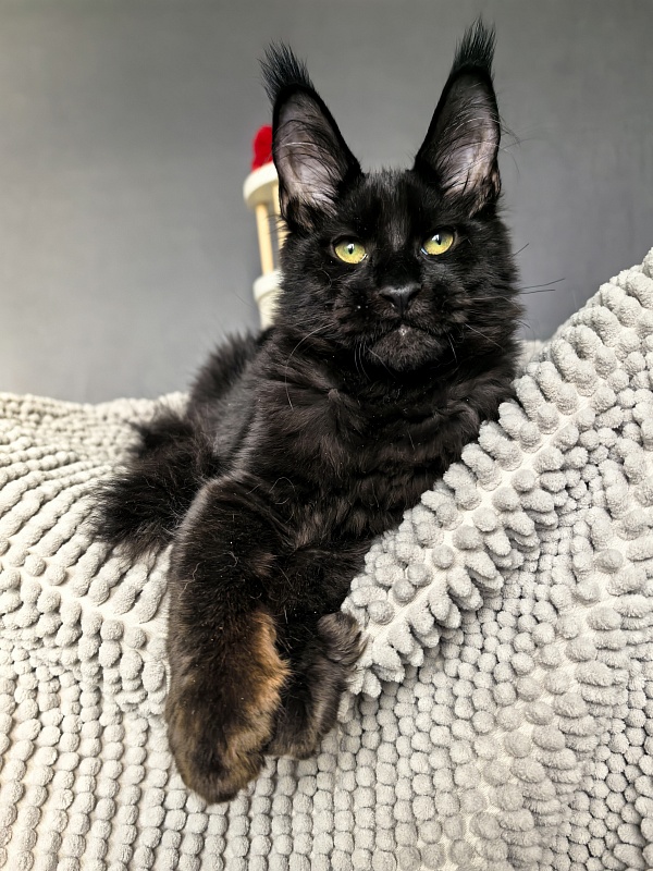 Jo*Onyx Akbars - Kitten maine-coon 4 months 3.5 weeks