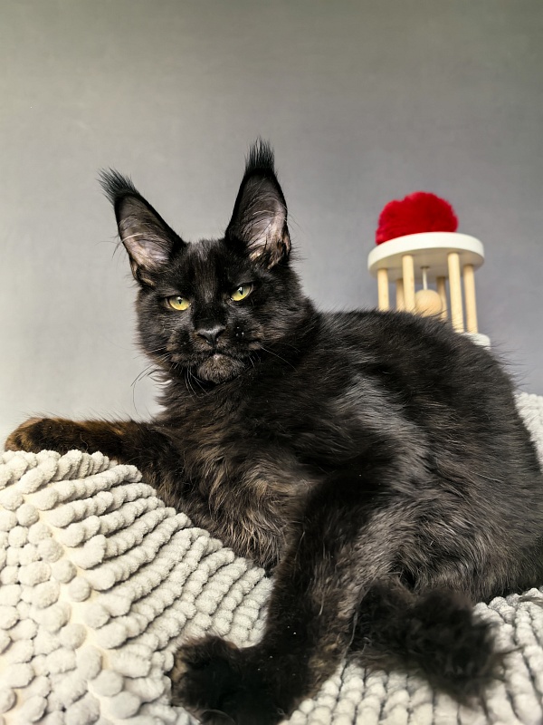 Jo*Onyx Akbars - Kitten maine-coon 4 months 3.5 weeks