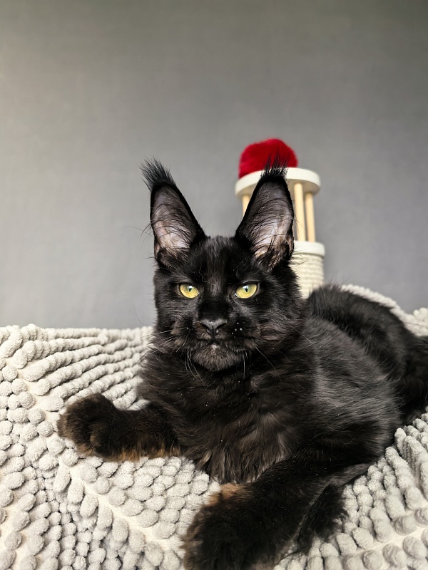 Jo*Onyx Akbars - Kitten maine-coon 4 months 3.5 weeks