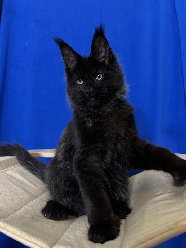 Jo*Happy Akbars (polydactyl) 66/55 - Kitten maine-coon 3 months 3.5 weeks