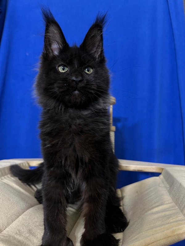 Jo*Happy Akbars (polydactyl) 66/55 - Kitten maine-coon 3 months 3.5 weeks