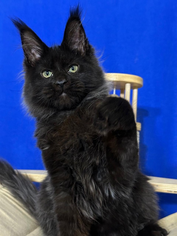 Jo*Happy Akbars (polydactyl) 66/55 - Kitten maine-coon 3 months 3.5 weeks