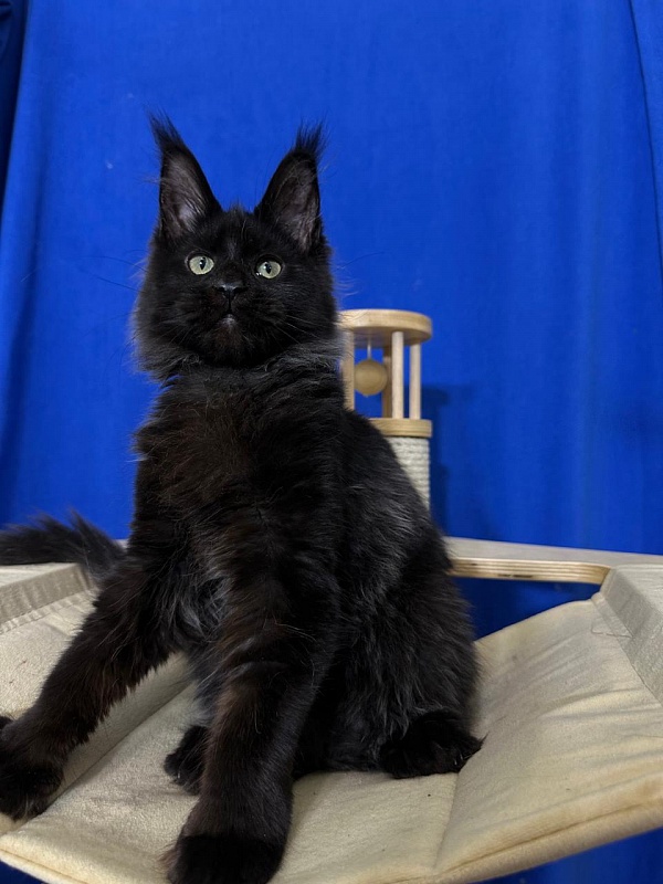 Jo*Happy Akbars (polydactyl) 66/55 - Kitten maine-coon 3 months 3.5 weeks