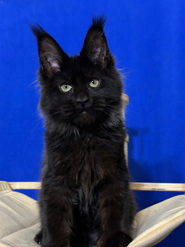 Jo*Happy Akbars (polydactyl) 66/55 - Kitten maine-coon 3 months 3.5 weeks