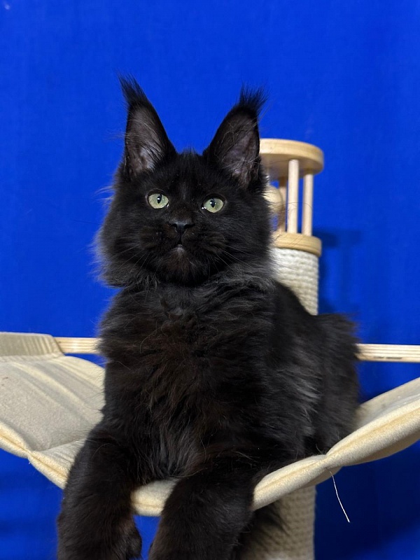 Jo*Happy Akbars (polydactyl) 66/55 - Kitten maine-coon 3 months 3.5 weeks