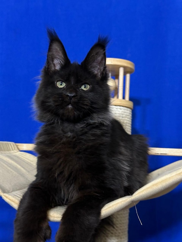 Jo*Happy Akbars (polydactyl) 66/55 - Kitten maine-coon 3 months 3.5 weeks