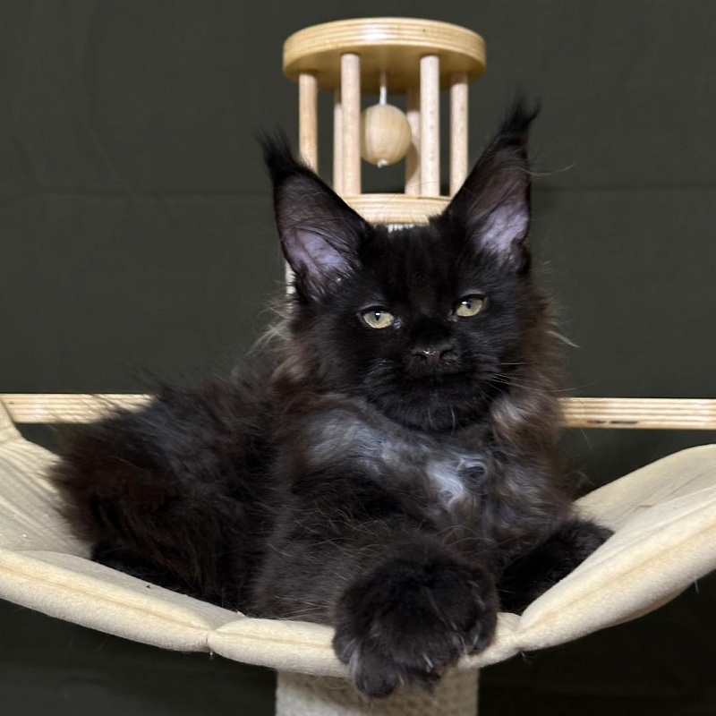 Hopper Akbars (polydactyl) 66/66 - Kitten maine-coon 3 months 1 week