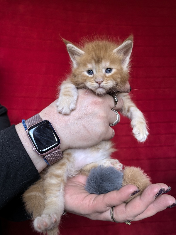 Happy Bee Akbars - Kitten maine-coon 3.5 weeks