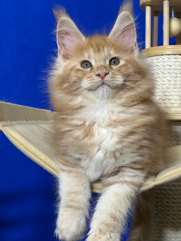 Happy Bee Akbars - Kitten maine-coon 1 month 4 weeks