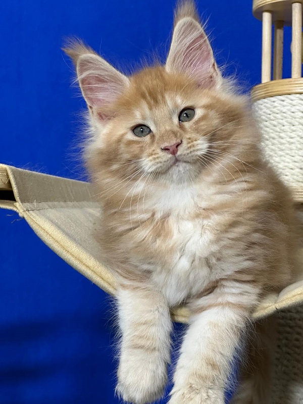 Happy Bee Akbars - Kitten maine-coon 1 month 4 weeks