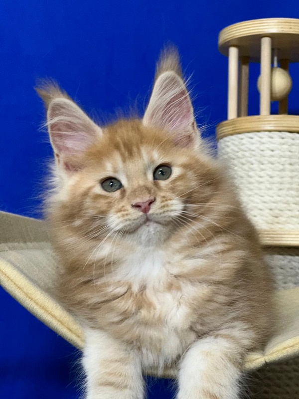 Happy Bee Akbars - Kitten maine-coon 1 month 4 weeks