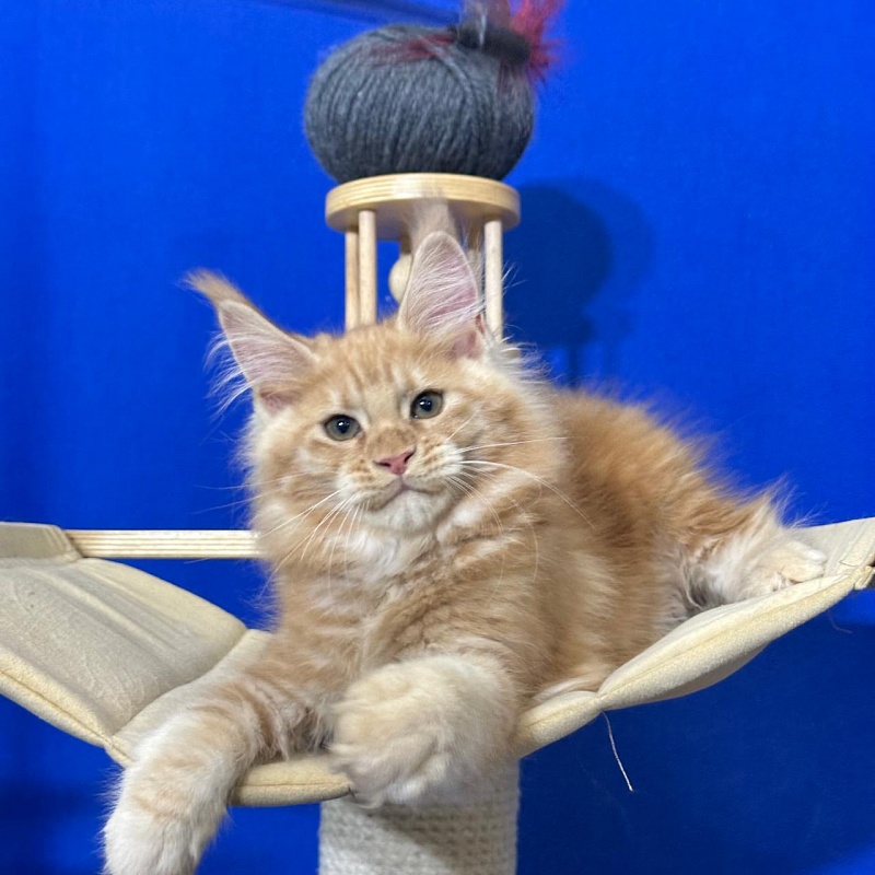 Happy Bee Akbars - Kitten maine-coon 2 months 3 weeks