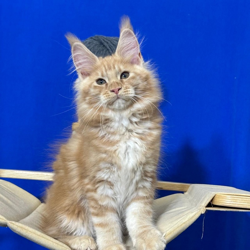 Happy Bee Akbars - Kitten maine-coon 2 months 3 weeks