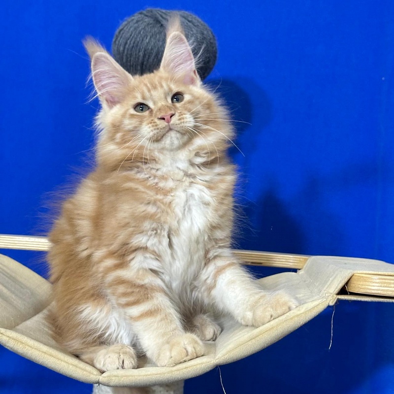 Happy Bee Akbars - Kitten maine-coon 2 months 3 weeks